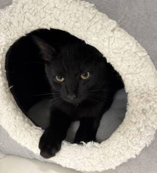 Toothless -  Domestic Short Hair Cat for Adoption in Mansfield, Connecticut - Toothless | PetCurious
