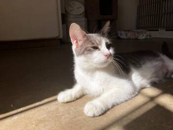 Domestic Short Hair Cats Available for Adoption in Los Angeles, California - Lilly | PetCurious