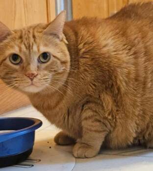 Emma and Benji -  Domestic Short Hair Cat for Adoption in Blaine, Minnesota - Emma And Benji | PetCurious