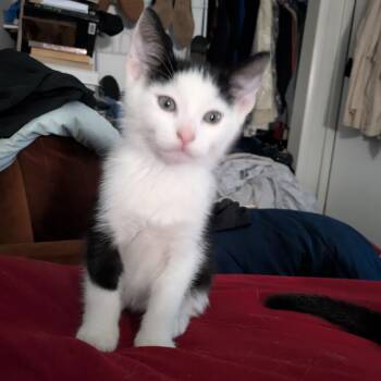 Picasso -  Domestic Short Hair Cat for Adoption in Philadelphia, Pennsylvania - Picasso | PetCurious