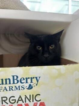 Jimmy -  Domestic Short Hair Cat for Adoption in Westland, Michigan - Jimmy | PetCurious