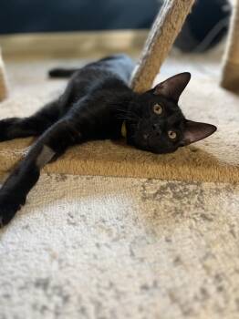 Adrian -  Domestic Short Hair Cat for Adoption in East Greenville, Pennsylvania - Adrian | PetCurious