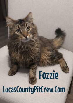 Tabby and Domestic Long Hair Cats Available for Adoption - Fozzie | PetCurious
