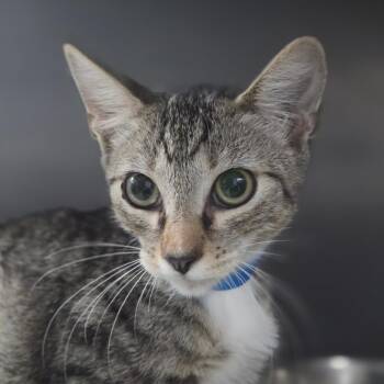 Reverend -  Domestic Short Hair Cat for Adoption in Lakeland, Florida - Reverend | PetCurious
