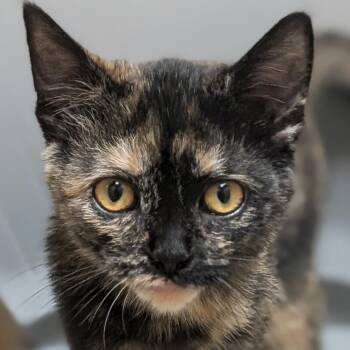 Zsa Zsa -  Domestic Short Hair Cat for Adoption in Jefferson, Wisconsin - Zsa Zsa | PetCurious