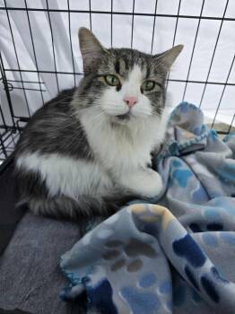 Rescue Domestic Long Hair Cats for Adoption in Price, Utah - Cruella | PetCurious