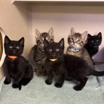 Vivi -  Domestic Short Hair Cat for Adoption in New York, New York - Vivi | PetCurious