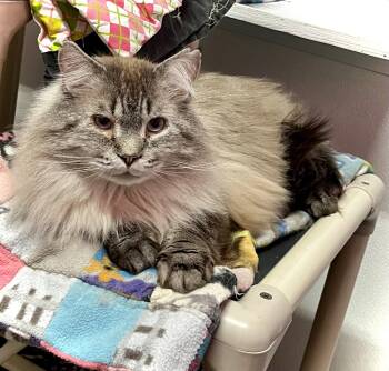 Siamese and Domestic Long Hair Cats Available for Adoption - Tuna Melt | PetCurious