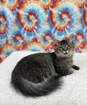 Mars -  Domestic Long Hair Cat for Adoption in Upper Sandusky, Ohio - Mars | PetCurious