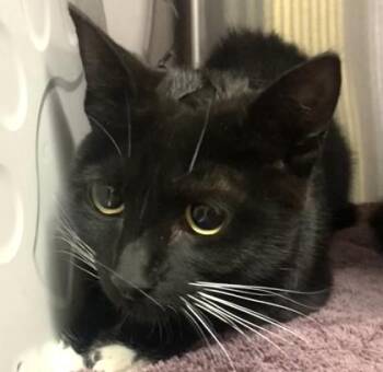 Domestic Short Hair Cats Available for Adoption in Cincinnati, Ohio - Kaliedos | PetCurious