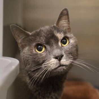 Olive (June) -  Domestic Short Hair Cat for Adoption in Briarcliff Manor, New York - Olive (June) | PetCurious