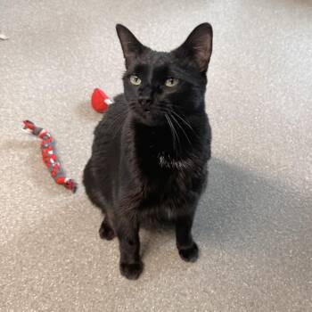 Girl Kitty -  Domestic Short Hair Cat for Adoption in Hailey, Idaho - Girl Kitty | PetCurious