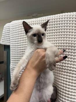 Buck -  Siamese and Domestic Short Hair Cat for Adoption in Honolulu, Hawaii - Buck | PetCurious