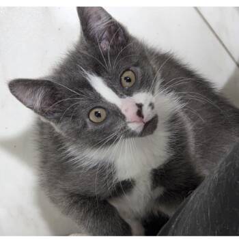 Francesca -  Domestic Short Hair Cat for Adoption in Buffalo, New York - Francesca | PetCurious