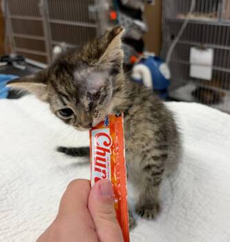 Belle -  Domestic Short Hair Cat for Adoption in Tulsa, Oklahoma - Belle | PetCurious