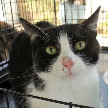 Rescue Domestic Short Hair Cats for Adoption in Redlands, California - TechnoBlade | PetCurious