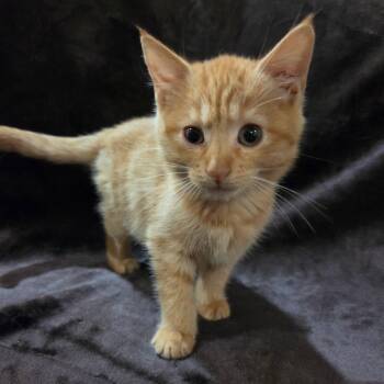 Mocha -  Domestic Short Hair Cat for Adoption in Baytown, Texas - Mocha | PetCurious