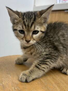 Eugenia -  Domestic Short Hair Cat Available for Adoption in Hartsville, South Carolina - Eugenia | PetCurious