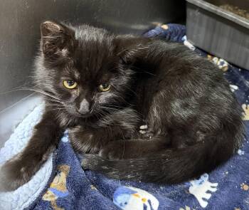 Lime -  Domestic Short Hair Cat for Adoption in Elkins, West Virginia - Lime | PetCurious