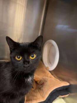 MAJESTY -  Domestic Short Hair Cat for Adoption in Hagerstown, Maryland - MAJESTY | PetCurious