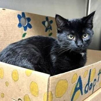 Mustang -  Domestic Long Hair Cat for Adoption - Mustang | PetCurious