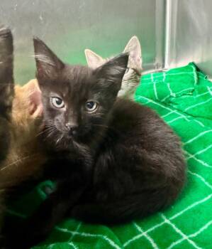 Batgirl -  Domestic Short Hair Cat for Adoption in Danielsville, Georgia - Batgirl | PetCurious