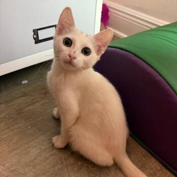 Silver -  Domestic Short Hair Cat for Adoption in Daphne, Alabama - Silver | PetCurious