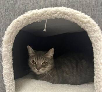 Madeline -  Domestic Short Hair Cat for Adoption in Fort Worth, Texas - Madeline | PetCurious