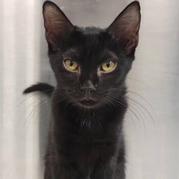Liliana -  Domestic Short Hair Cat for Adoption in Sarasota, Florida - Liliana | PetCurious