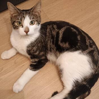 Axel N. -- Your Easygoing Companion -  American Shorthair Cat for Adoption in New York, New York - Axel N. -- Your Easygoing Companion | PetCurious