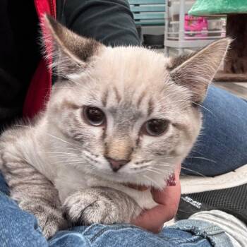 Ricco -  Ragdoll and Domestic Short Hair Cat for Adoption in Greenfield, Indiana - Ricco | PetCurious