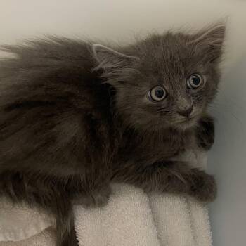 Nate -  Domestic Medium Hair Cat for Adoption in Pasadena, California - Nate | PetCurious