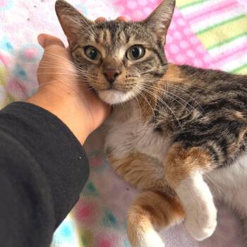 Tabitha -  Domestic Short Hair Cat for Adoption in Riverwoods, Illinois - Tabitha | PetCurious