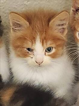 CIABATTA -  Domestic Medium Hair Cat for Adoption in Hagerstown, Maryland - CIABATTA | PetCurious