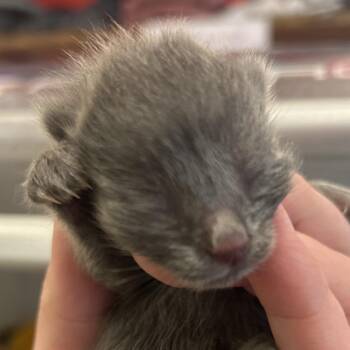 Pixy Stixs (G3) -  Domestic Long Hair Cat for Adoption in Park City, Utah - Pixy Stixs (G3) | PetCurious