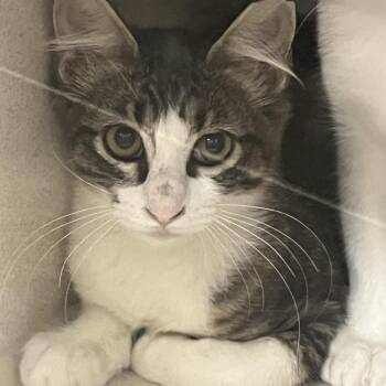 David -  Domestic Short Hair Cat for Adoption in Dickinson, Texas - David | PetCurious