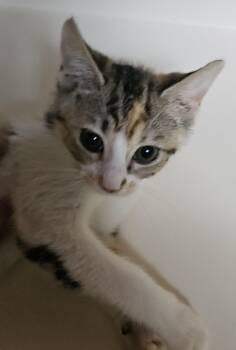 Cleo -  Domestic Short Hair Cat for Adoption in Dyersburg, Tennessee - Cleo | PetCurious