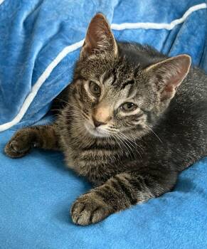 Rumi -  Domestic Short Hair Cat for Adoption in Hagaman, New York - Rumi | PetCurious