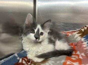 Domestic Long Hair Cats Available for Adoption in Rancho Cucamonga, California - PHOENIX | PetCurious