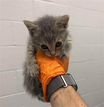 CRUMPET -  Domestic Short Hair Cat for Adoption in Indianapolis, Indiana - CRUMPET | PetCurious