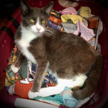 Mateo -  Tuxedo Cat for Adoption in Piedmont, Missouri - Mateo | PetCurious