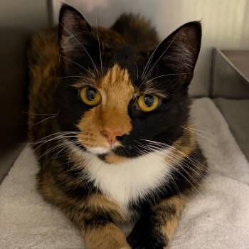 Calli Istahr -  Domestic Short Hair Cat for Adoption in Harrisonburg, Virginia - Calli Istahr | PetCurious