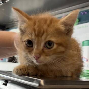 Snap -  Domestic Medium Hair Cat for Adoption in Salt Lake City, Utah - Snap | PetCurious