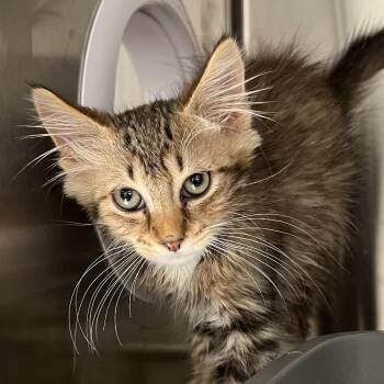 Belvedere -  Domestic Long Hair Cat for Adoption in Cumming, Georgia - Belvedere | PetCurious