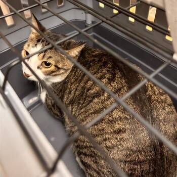 Rescue Domestic Short Hair Cats for Adoption in Tempe, Arizona - Merlin | PetCurious