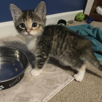 Domestic Short Hair Cats Available for Adoption in Springboro, Ohio - Charli | PetCurious