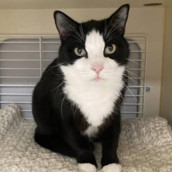 Domestic Short Hair Cats Available for Adoption - Theodore (FKA Angus) | PetCurious