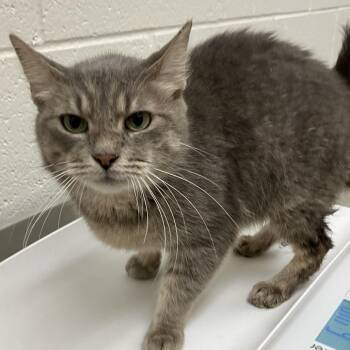 Ava -  Domestic Short Hair Cat for Adoption in Grand Rapids, Michigan - Ava | PetCurious