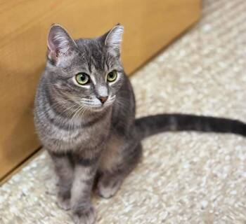 Rescue Tabby Cats for Adoption in Georgina, Ontario - Ziggy | PetCurious