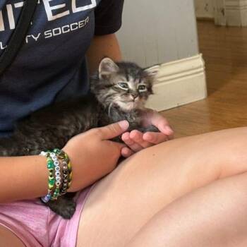 Oreo -  Domestic Short Hair Cat for Adoption in Columbia, Missouri - Oreo | PetCurious